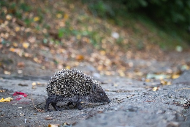 海星体育 - 海星体育直播 - 海星体育足球视频直播 - 海星体育官网